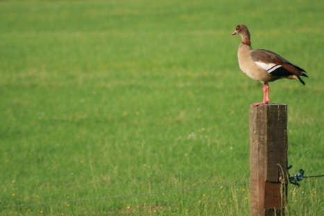 langbroekerwetering 2008 041