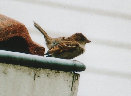 mus in houding 2002