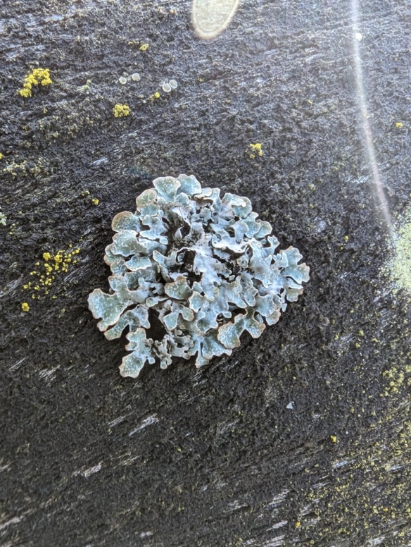 Blauwgrijs steenschildmos Parmelia saxatalis