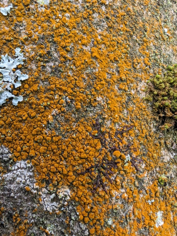 Mandarijnkorst Flavoplaca dichroa