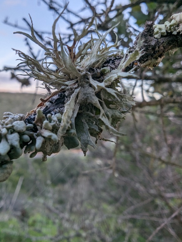 Ramalina 1