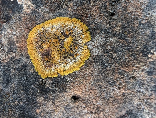 Sinaasappelkorst Calogaya pusilla