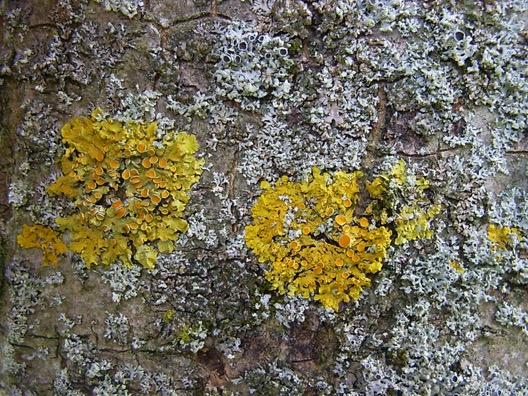 X.parietina2