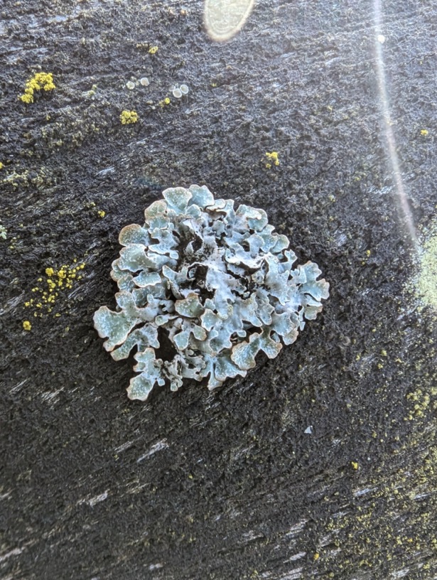 Blauwgrijs steenschildmos Parmelia saxatalis
