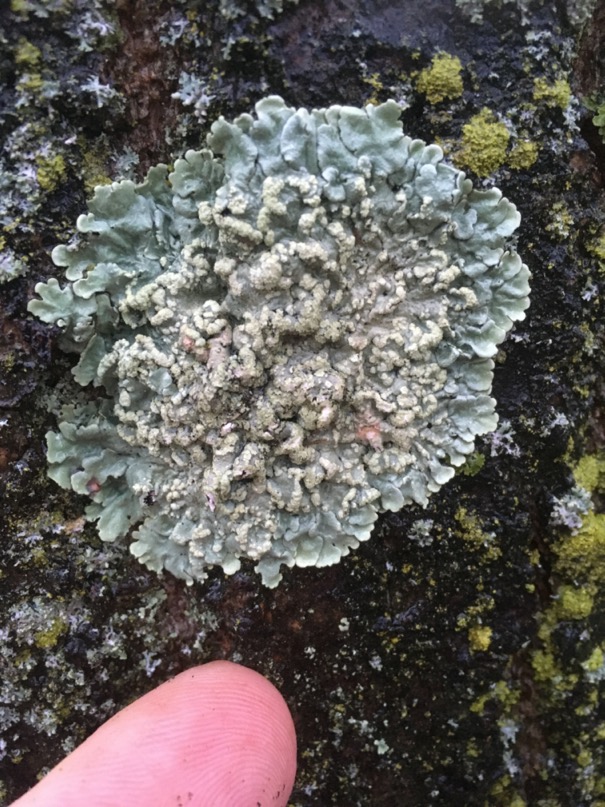 Flavoparmeila caperata